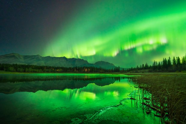 Vibrant green northern lights fill the sky and reflect off a lake. Mountains fill the background and  water foliage peek at the foreground.