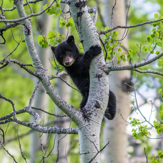 Black bear cub climbing a tree