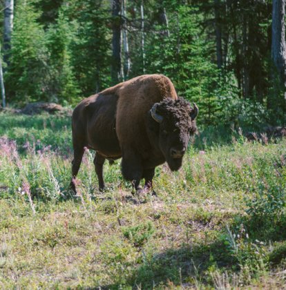 Buffalo standing in the forest in Wood Buffalo National Park.